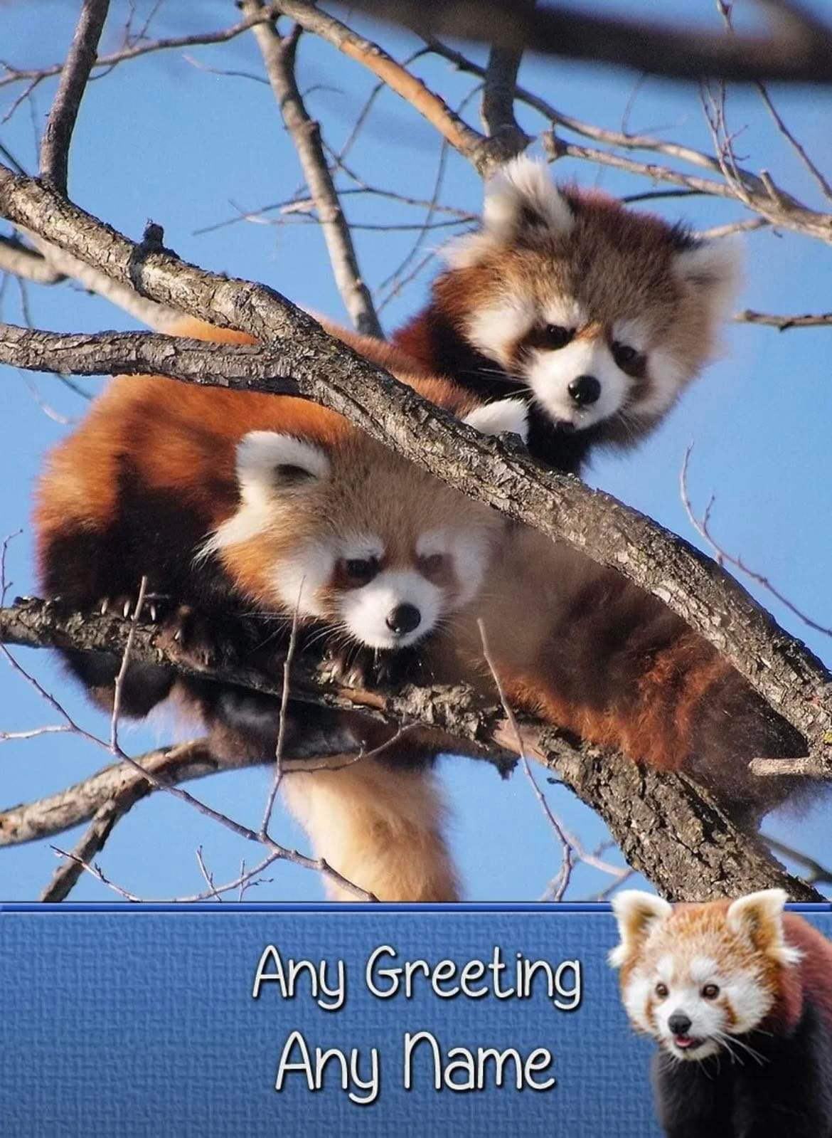 Personalised Red Panda Greeting Card